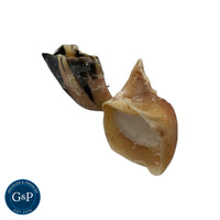 A durable cow hoof chew filled with nutritious sheep fat, perfect for keeping your dog entertained and healthy